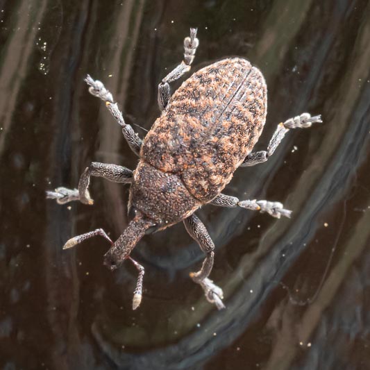 Larinus carlinae.jpg